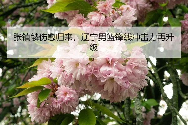 zhang-zhen-lin-shang-yu-gui-lai-liao-ning-nan-lan-feng-xian-chong-ji-li-zai-sheng-ji-3-158.jpg