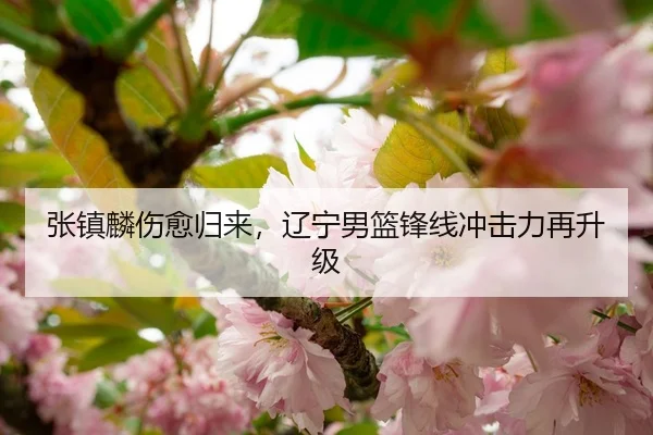 张镇麟伤愈归来，辽宁男篮锋线冲击力再升级